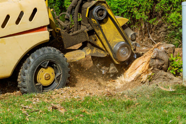 Best Tree Branch Trimming  in Hudson, MI